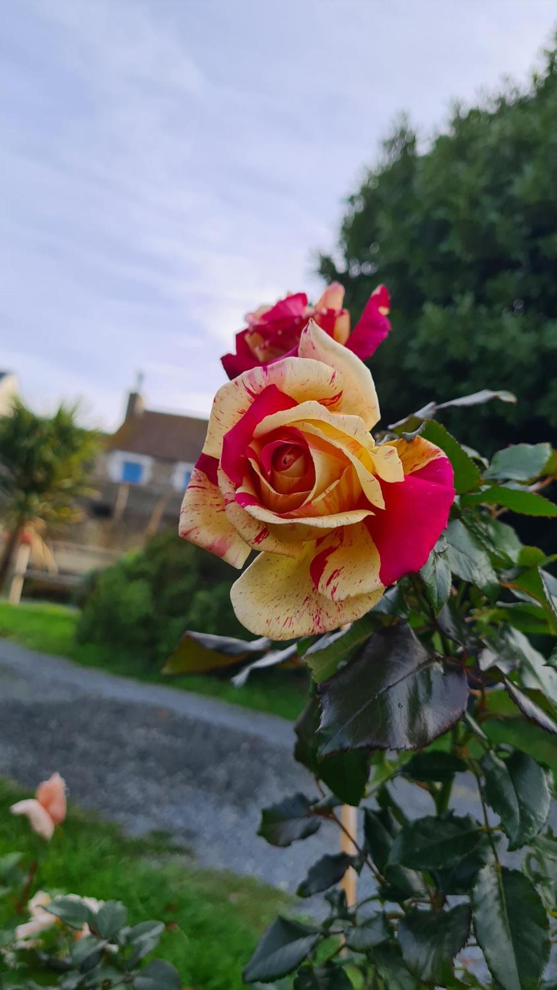 Bed and Breakfast Lesroses1680 Blainville-sur-Mer Exterior foto