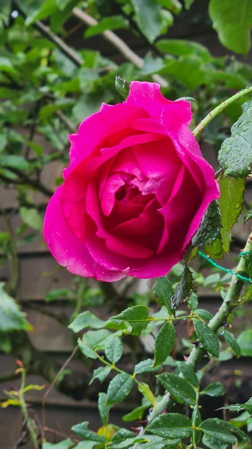 Bed and Breakfast Lesroses1680 Blainville-sur-Mer Exterior foto